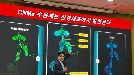 단백질 부족하면… 장이 뇌에 “아미노산 먹어” 신호