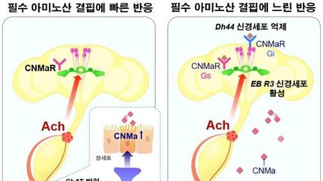 “오늘은 고기가 당기는데”…‘장’이 뇌에 보내는 신호였다