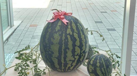 창원서 23.63㎏ ‘슈퍼 수박’ 나왔다…일반 수박의 2배