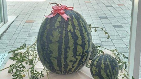 창원서 23.63㎏ ‘슈퍼 수박’ 나왔다…일반 수박의 2배