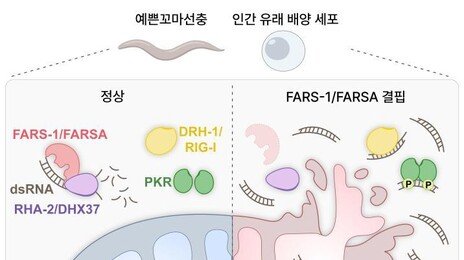 세포 속 ‘면역 경보’ 통제해 노화 늦춘다…KAIST, 억제 단백질 규명