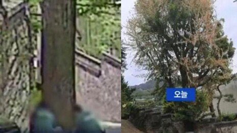 초여름 부암동 미술관 옆 은행나무 노랗게…제초제 주입, 왜?