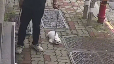 소형견 끌고가며 나뭇가지로 ‘퍽퍽’…광주 동물학대 수사 착수