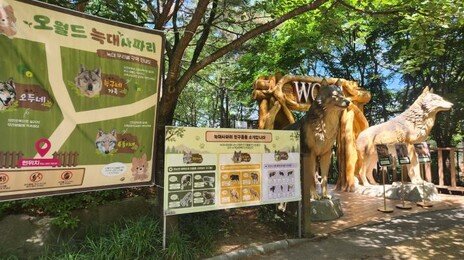 “늑구 보러 왔어요”…재개장 오월드 수백명 오픈런