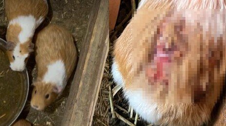 “동물 피부 뜯겨나간 채 방치”…‘학대 논란’ 벌어진 동물 전시 시설