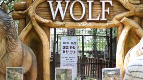 “늑구 꼬리에 점 있네”…대전오월드 재개장 사흘째 가족 관람객 붐벼