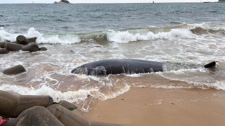 속초 해안가에 5.6m 고래 사체 떠밀려와…불법 포획 흔적 없어
