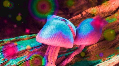 “신선 되겠다” 독버섯 환각…27층 난간 매달린 中 남성
