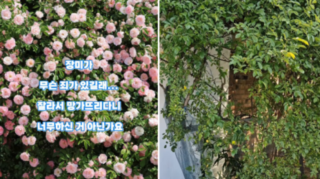 한밤 중 싹둑…수원 사진 명소 ‘파란대문장미’, 무더기로 털렸다