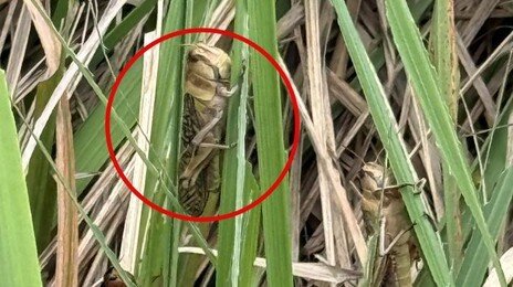 최대 7cm ‘괴물 메뚜기’ 떼습격…고흥 간척지 100ha 비상