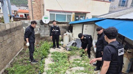 텃밭서 대마 키우고 양귀비로 담금주…마약사범 249명 검거