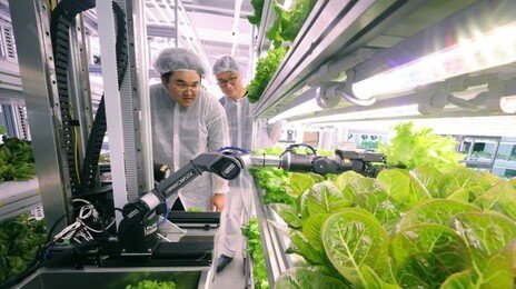 로봇이 강남 빌딩서 상추 수확… AI 스마트팜의 진화