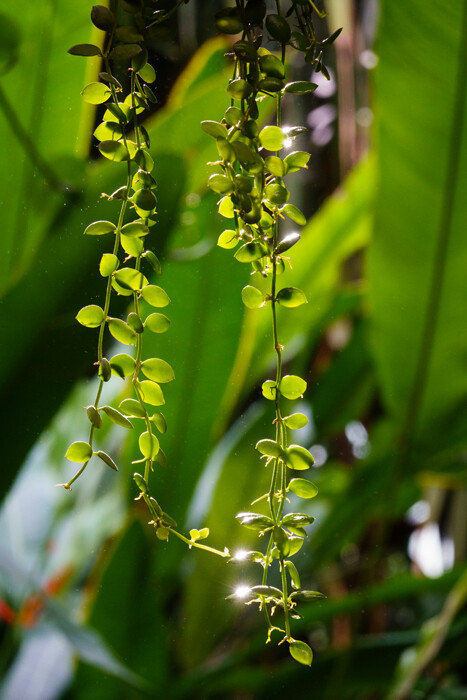 식물 유전자원 확보 및 품종개발을 지속적으로 진행 중이다. 사진은 디스키디아 누물라리아
