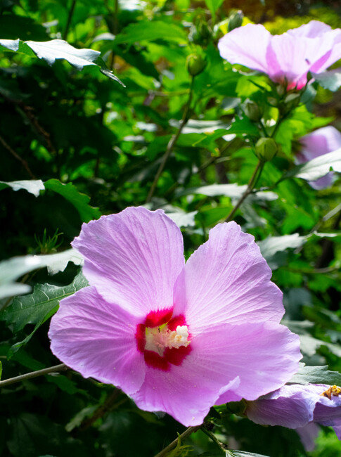 무궁화가 곳곳에 심어져 있다.