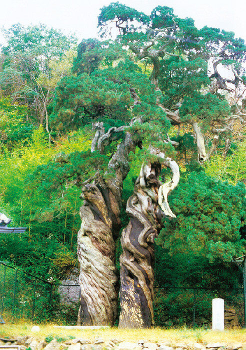 전남 순천 송광사 천자암 쌍향수. [문화유산포털]