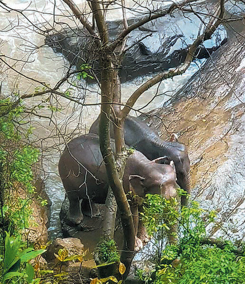 仲間を助けようとしてゾウ５頭が墜落死 東亜日報