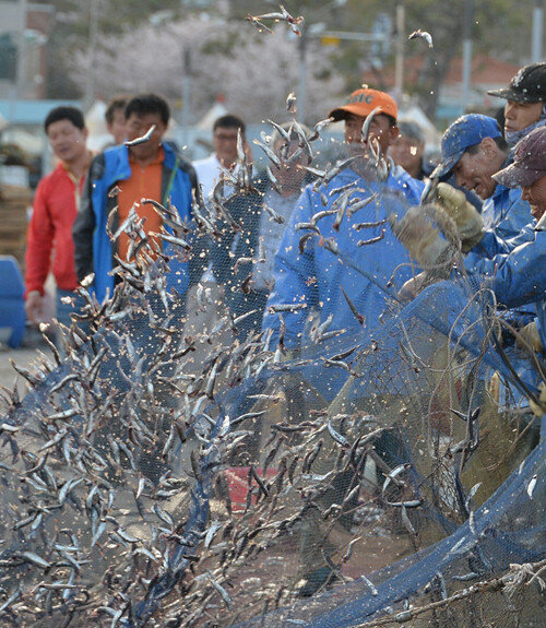 2018년 4월 19일 부산 기장군 대변항에서 어민들이 잡은 멸치를 털어내고 있다. [박경모 동아일보 기자]