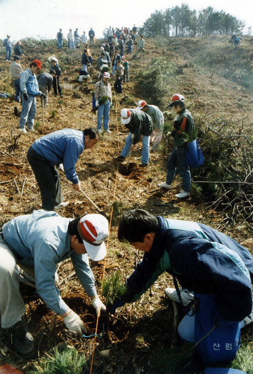 1993년 4월 5일 당시 농림수산부 공무원들이 경기 용인시 일대 야산에서 잣나무 묘목을 심고 있다. [동아DB]