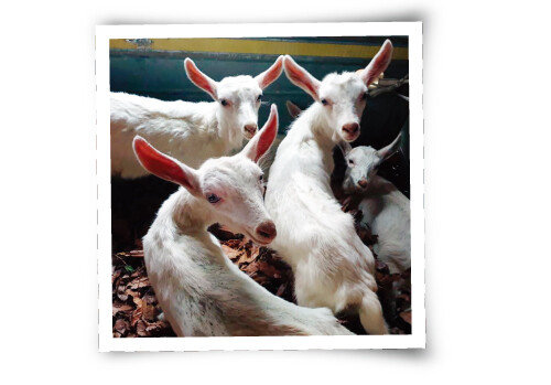 ‘상남치즈’의 염소들. [사진 제공·상남치즈]