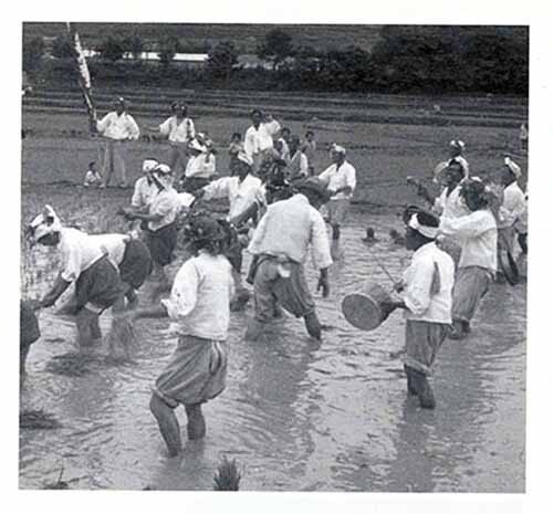 들노래. 과거에 대규모의 모내기나 공동모내기를 할 때에는 악기를 들고 나와 모내기 노래(상사소리)에 맞춰 모내기를 하였다. 문화재로 보존하기 위해 논에서 재현했을 때의 모습. 진도 인지리. 1972년. [사진 제공 · 일조각]