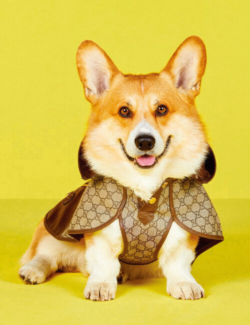 구찌는 의류부터 액세서리, 가구까지 다양한 펫 제품군을 내놓고 있다. [구찌 홈페이지]