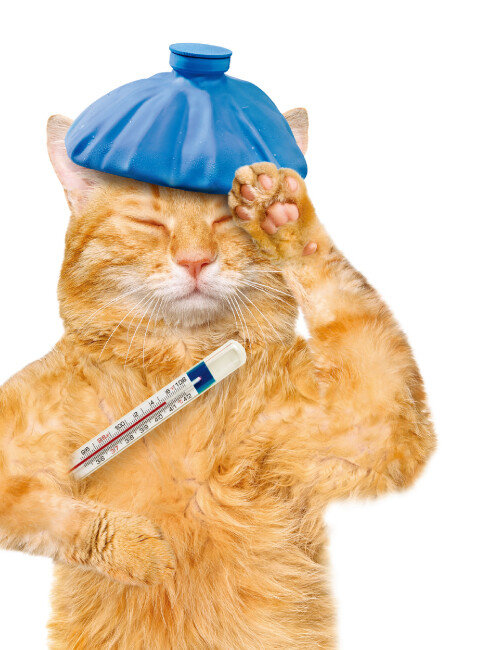 [shutterstock]