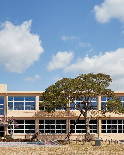 옛 지수초교 교사 앞에 서 있는 ‘부자소나무’. [홍중식 기자]