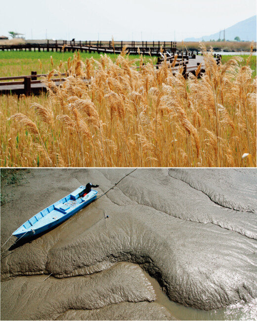 갈대가 가득한 순천만 풍경. (위) 전남 순천만 풍경. 