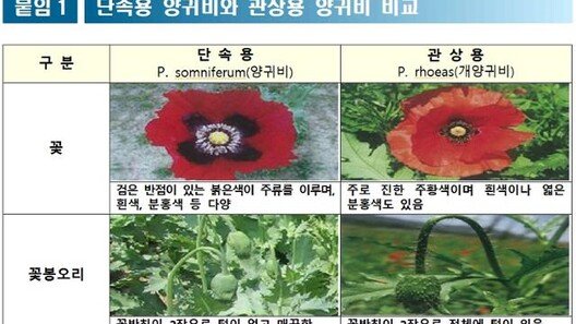 “사진 속 이 꽃 보이면 112 신고”…경찰, 양귀비·대마 집중단속