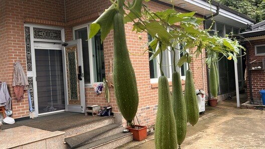 입안 바싹 마른 왕도 찾은 ‘먹는 가습기’ 수세미[이상곤의 실록한의학]〈168〉