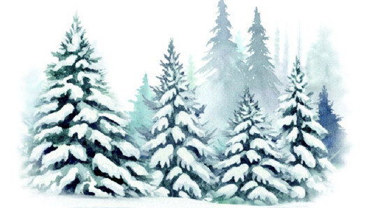 소나무가 원뿔 모양인 이유[서광원의 자연과 삶]〈116〉