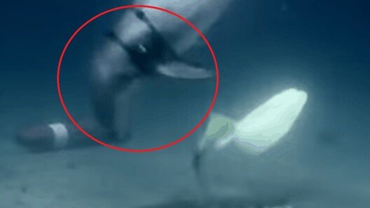 돌고래까지 투입하나…美, 드론으로 기뢰 제거 나섰다