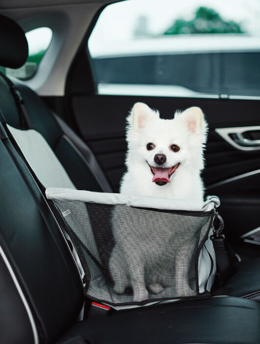 반려견과 함께 차를 탈 때는 이동장(캐리어), 카시트 등을 이용해야 한다. [GettyImages]