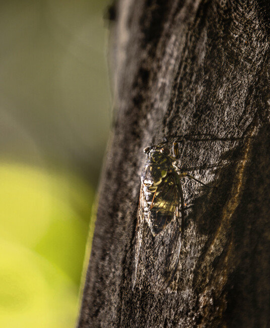 노래를 부르는 매미