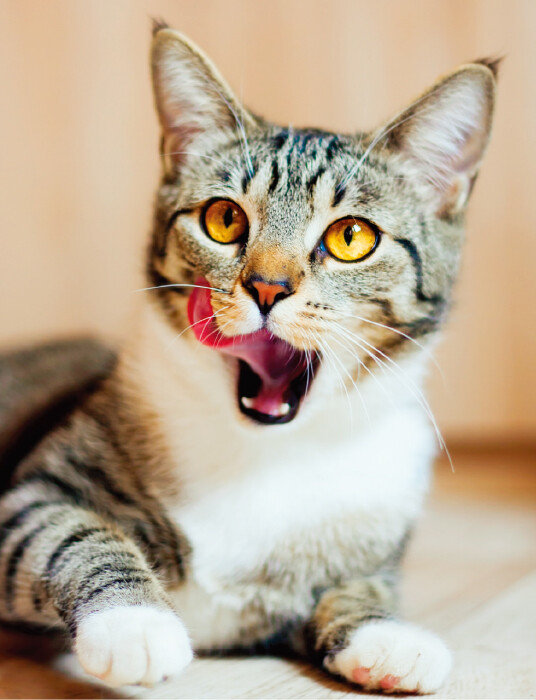 반려동물 입냄새는 질병 신호일 수 있다. [GettyImages]