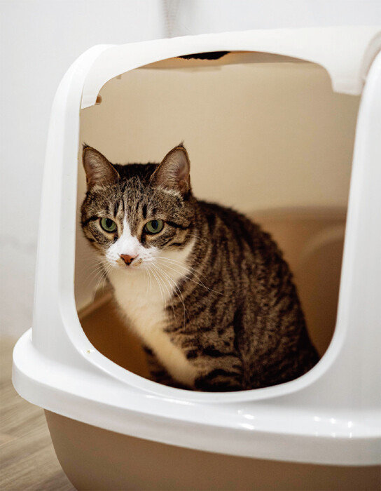 반려묘는 구조가 단순한 상자 형태의 화장실을 가장 좋아한다. [GETTYIMAGES]