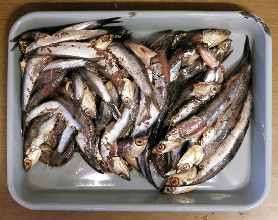 크고 통통한 생멸치.
