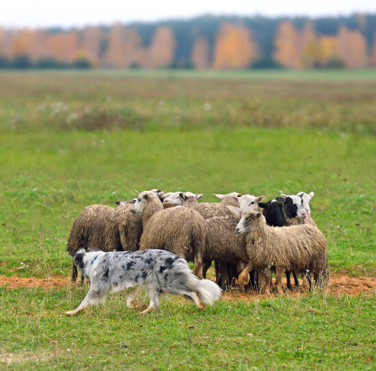 오스트레일리안 캐틀 도그(Australian Cattle Dog)는 목양에 특화된 품종이다. [GettyImage]
 