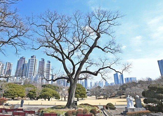 조선 전기 문신 서침의 선비 정신을 기리기 위해 심었다고 전해지는 ‘서침 나무’.