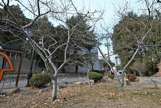 대구 사과 3세목 세 그루.
