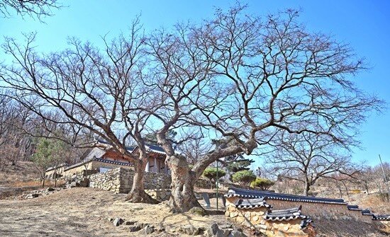 ‘이황 나무’(오른쪽)와 ‘정경세 나무’. 