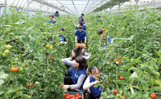하나님의 교회 신자들이 원주 신림면 황둔리에 위치한 농가에서 토마토 수확을 돕고 있다. 이런 봉사활동은 청소년들이 가족, 이웃과 함께 봉사하며 바른 인성을 함양하는 기회가 된다. [사진 제공 · 하나님의 교회]