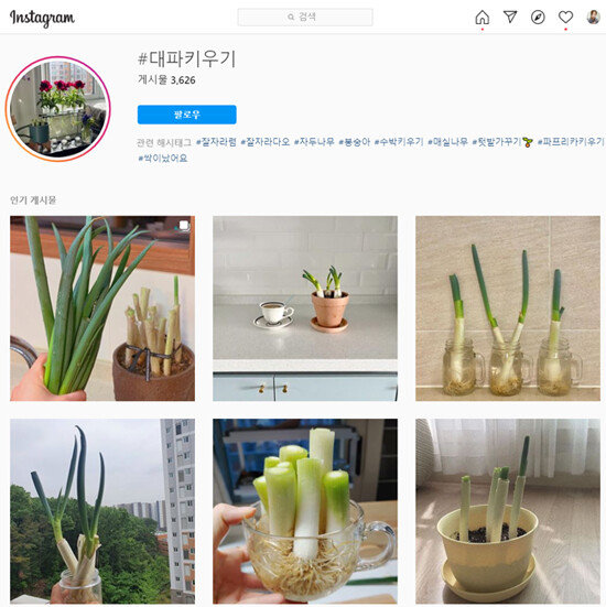 SNS에서 공감 얻는 대파 수경재배 후기. [인스타그램 캡처]