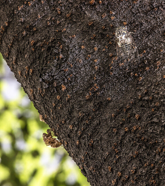 나무 보호색으로 위장한 매미