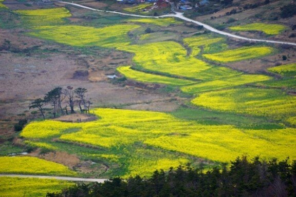 관매도 유채밭. 강제윤