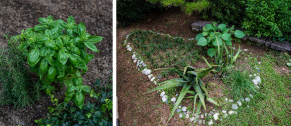 최연매 김정문알로에 회장이 정원에 일군 텃밭. 홍태식 객원기자