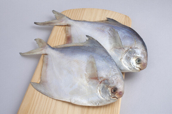 산란을 앞둔 6월에 가장 맛이 오르는 병어. GETTYIMAGES