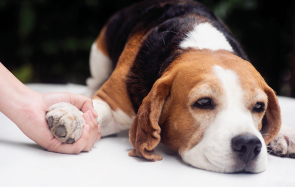 반려동물에게 자주 발생하는 암 종류에는 림프종, 유선종양, 비만세포종 등이 있다. GETTYIMAGES 
