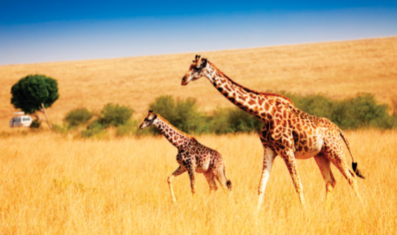 케냐의  ‘마사이마라 국립보호구역’. GETTYIMAGES