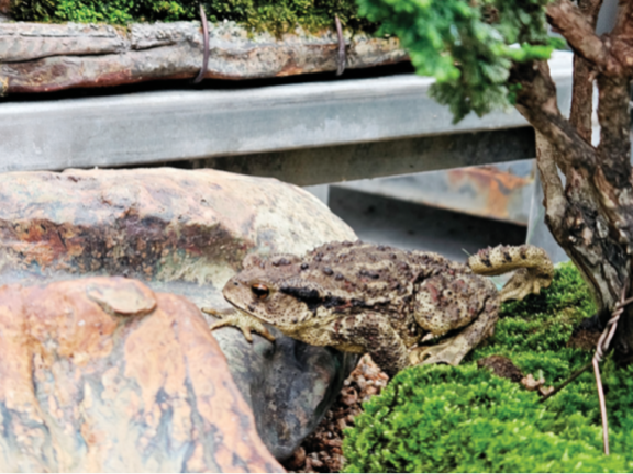 경기 안양시 석수동 한 음식점 별채에 나타난 어린 두꺼비. 터줏대감처럼 집을 떠나지 않는다고 한다. 안영배 제공